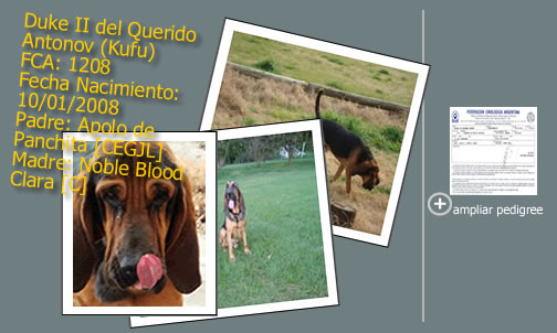 Kufu, Bloodhound del criadero Del Mito