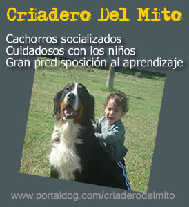 Cachorros de Boyero de Berna // Criadero Del Mito - Pilar, Provincia de Buenos Aires