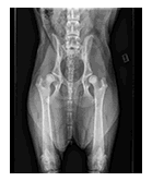 Displasia de cadera en el perro joven  - PORTALDOG.com