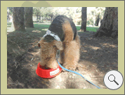Cachorros de Airedale Terrier / Criadero O´grady Airedales