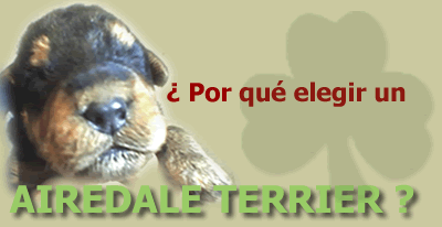 ¿Por qué elegir un Airedale Terrier?