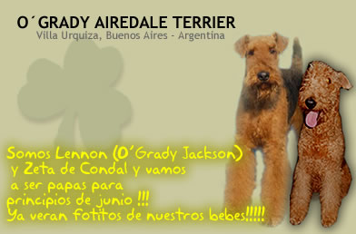 Reserven su cachorrito de Airedale Terrier. Envíos a toda la República Argentina y al exterior. Cachorros FCI.