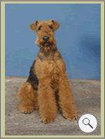 Lennon: Airedale Terrier - criadero O´grady Airedales