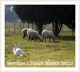 Pastor Blanco Suizo - Línea de Trabajo del criadero Sheridan´s - Los Cardales, Provincia de Buenos Aires - Argentina